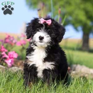 Ashley, Mini Bernedoodle Puppy